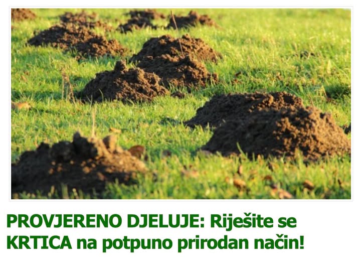 PROVJERENO DJELUJE: Riješite se KRTICA na potpuno prirodan način! - featured image