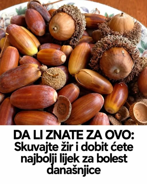 DA LI ZNATE ZA OVO: Skuvajte žir i dobit ćete najbolji lijek za bolest današnjice - featured image DA LI ZNATE ZA OVO: Skuvajte žir i dobit ćete najbolji lijek za bolest današnjice - featured image