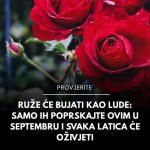 Ruže će bujati kao lude: Samo ih poprskajte ovim u septembru i svaka latica će oživjeti Ruže će bujati kao lude: Samo ih poprskajte ovim u septembru i svaka latica će oživjeti - featured image