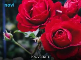 Ruže će bujati kao lude: Samo ih poprskajte ovim u septembru i svaka latica će oživjeti Ruže će bujati kao lude: Samo ih poprskajte ovim u septembru i svaka latica će oživjeti - featured image