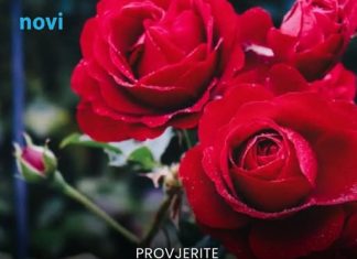 Ruže će bujati kao lude: Samo ih poprskajte ovim u septembru i svaka latica će oživjeti Ruže će bujati kao lude: Samo ih poprskajte ovim u septembru i svaka latica će oživjeti - featured image