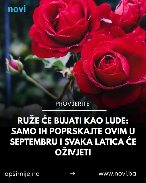 Ruže će bujati kao lude: Samo ih poprskajte ovim u septembru i svaka latica će oživjeti - featured image