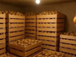 Sačuvajte krompir od propadanja – evo kako se skladišti! Sačuvajte krompir od propadanja – evo kako se skladišti! - featured image