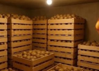 Sačuvajte krompir od propadanja – evo kako se skladišti! Sačuvajte krompir od propadanja – evo kako se skladišti! - featured image