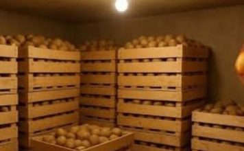 Sačuvajte krompir od propadanja – evo kako se skladišti! Sačuvajte krompir od propadanja – evo kako se skladišti! - featured image