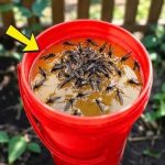 KOMARCI nestaju kao ludi uz ovaj GENIJALAN trik! 😱🦟 Bez struje, bez otrova i bez skupih preparata — metoda koja uništava milione komaraca i stvarno djeluje! KOMARCI nestaju kao ludi uz ovaj GENIJALAN trik! 😱🦟 Bez struje, bez otrova i bez skupih preparata — metoda koja uništava milione komaraca i stvarno djeluje! - featured image