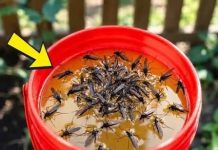 KOMARCI nestaju kao ludi uz ovaj GENIJALAN trik! 😱🦟 Bez struje, bez otrova i bez skupih preparata — metoda koja uništava milione komaraca i stvarno djeluje! KOMARCI nestaju kao ludi uz ovaj GENIJALAN trik! 😱🦟 Bez struje, bez otrova i bez skupih preparata — metoda koja uništava milione komaraca i stvarno djeluje! - featured image