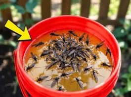 KOMARCI nestaju kao ludi uz ovaj GENIJALAN trik! 😱🦟 Bez struje, bez otrova i bez skupih preparata — metoda koja uništava milione komaraca i stvarno djeluje! KOMARCI nestaju kao ludi uz ovaj GENIJALAN trik! 😱🦟 Bez struje, bez otrova i bez skupih preparata — metoda koja uništava milione komaraca i stvarno djeluje! - featured image