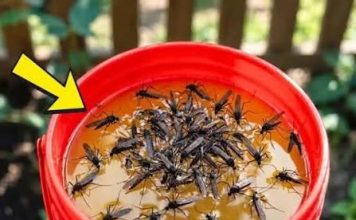 KOMARCI nestaju kao ludi uz ovaj GENIJALAN trik! 😱🦟 Bez struje, bez otrova i bez skupih preparata — metoda koja uništava milione komaraca i stvarno djeluje! KOMARCI nestaju kao ludi uz ovaj GENIJALAN trik! 😱🦟 Bez struje, bez otrova i bez skupih preparata — metoda koja uništava milione komaraca i stvarno djeluje! - featured image