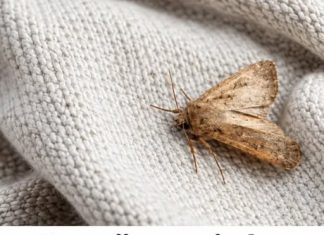 Postoji samo jedan način da zaštitite odeću od moljaca: Evo kako da zaštitite zimsku odeću Postoji samo jedan način da zaštitite odeću od moljaca: Evo kako da zaštitite zimsku odeću - featured image