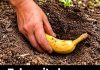 Zakopajte banane u vrtu na jesen. Evo šta da posadite na tom mjestu u proljeće! Zakopajte banane u vrtu na jesen. Evo šta da posadite na tom mjestu u proljeće! - featured image