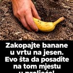 Zakopajte banane u vrtu na jesen. Evo šta da posadite na tom mjestu u proljeće! Zakopajte banane u vrtu na jesen. Evo šta da posadite na tom mjestu u proljeće! - featured image