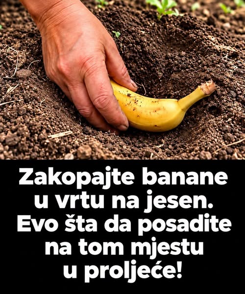 Zakopajte banane u vrtu na jesen. Evo šta da posadite na tom mjestu u proljeće! - featured image Zakopajte banane u vrtu na jesen. Evo šta da posadite na tom mjestu u proljeće! - featured image