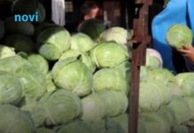 Evo koja sorta kupusa je najbolja za kiseljenje: Superiornija je od ostalih Evo koja sorta kupusa je najbolja za kiseljenje: Superiornija je od ostalih - featured image