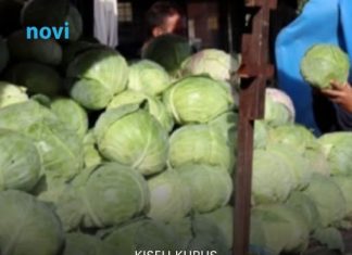 Evo koja sorta kupusa je najbolja za kiseljenje: Superiornija je od ostalih Evo koja sorta kupusa je najbolja za kiseljenje: Superiornija je od ostalih - featured image