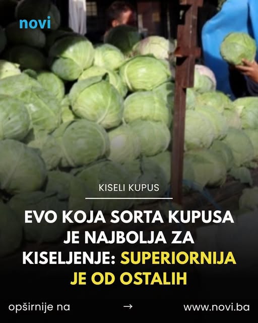 Evo koja sorta kupusa je najbolja za kiseljenje: Superiornija je od ostalih - featured image Evo koja sorta kupusa je najbolja za kiseljenje: Superiornija je od ostalih - featured image