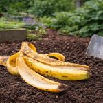 Zakopajte banane u vrtu na jesen. Evo šta da posadite na tom mjestu u proljeće! Zakopajte banane u vrtu na jesen. Evo šta da posadite na tom mjestu u proljeće! - content image