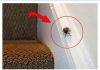 EVO ŠTA ZNAČI KAD SMRDIBUBA UĐE U KUĆU – NIPOŠTO JE NE UNIŠTAVAJTE EVO ŠTA ZNAČI KAD SMRDIBUBA UĐE U KUĆU – NIPOŠTO JE NE UNIŠTAVAJTE - featured image