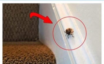 EVO ŠTA ZNAČI KAD SMRDIBUBA UĐE U KUĆU – NIPOŠTO JE NE UNIŠTAVAJTE EVO ŠTA ZNAČI KAD SMRDIBUBA UĐE U KUĆU – NIPOŠTO JE NE UNIŠTAVAJTE - featured image