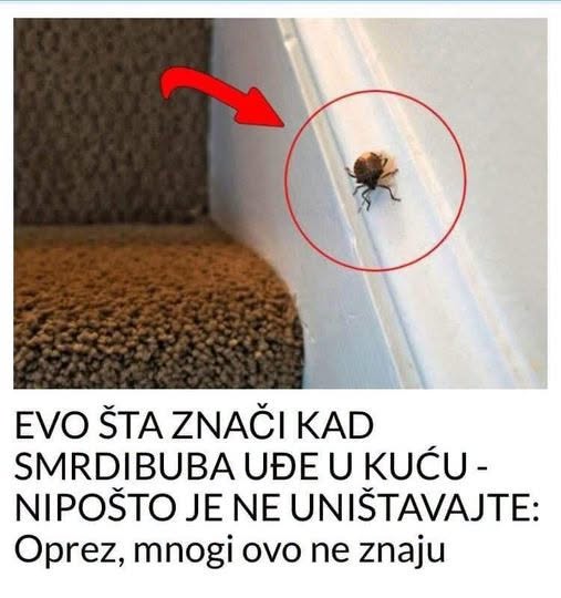 EVO ŠTA ZNAČI KAD SMRDIBUBA UĐE U KUĆU – NIPOŠTO JE NE UNIŠTAVAJTE - featured image EVO ŠTA ZNAČI KAD SMRDIBUBA UĐE U KUĆU – NIPOŠTO JE NE UNIŠTAVAJTE - featured image